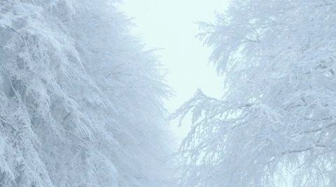 Nature - Winter Trees Video stock 54701599