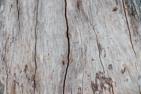 Nature wood bark pattern or texture. Old rough tree brown natural wooden Stock Photos