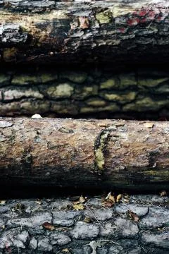 Nature wood bark pattern or texture. Old rough death tree brown natural wooden Stock Photos