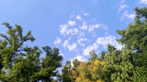 Nature, woods, sky, white clouds Stock Footage 150715205