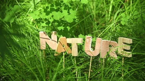 Nature Word in the forest Stock Footage 51142288