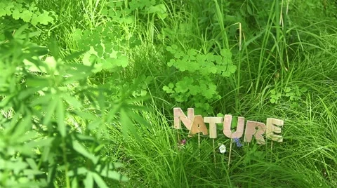 Nature Word in the Sunlight Video stock 51142622