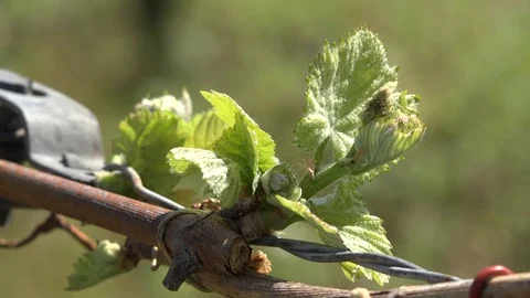 Nature young leaves on grape vine Stock Footage 80247438
