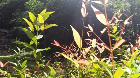 Nature  Young tree, green tree Stock Footage 112654476