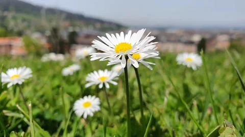 Nature01 Stock-Footage 193991677