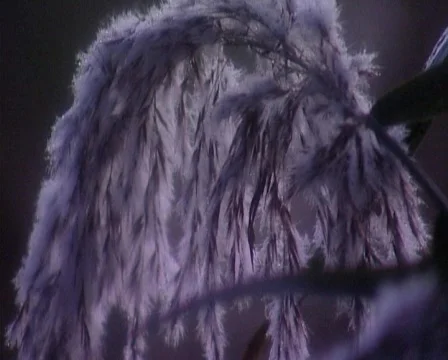 Nature02 Stock Footage 544034