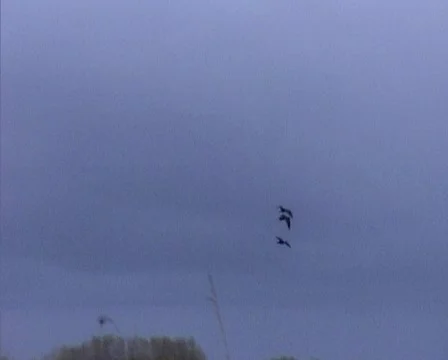 Nature03 Stock Footage 544020