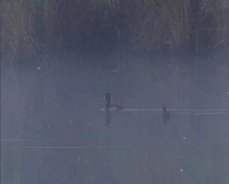 Nature06 Stock Footage 543969