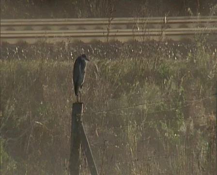 Nature08 Stock Footage 543925