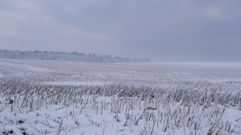 Nature1 5 Stock Footage 83512277