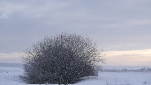 Nature1 7 Stock Footage 83512931