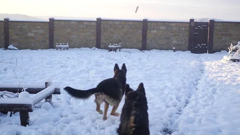 Nature1 Stock Footage 83510697