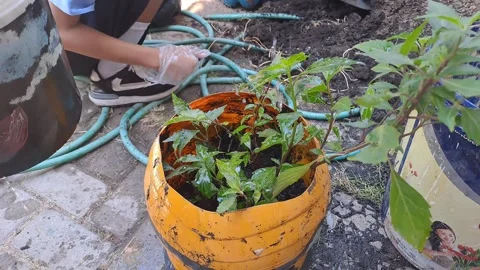 Nature1 Stock Footage 281615326