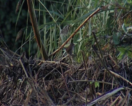 Nature10 Stock Footage 543906