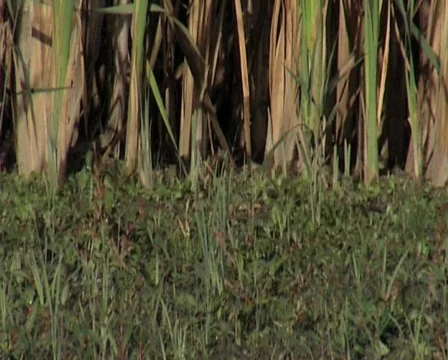 Nature11 Stock Footage 543884