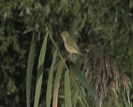 Nature12 Stock Footage 543867