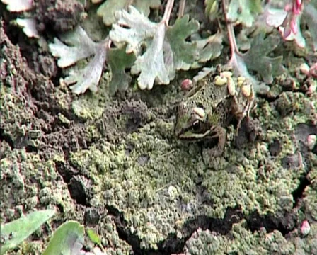 Nature13 Stock Footage 543860