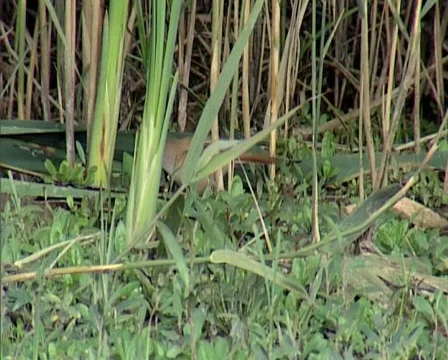 Nature15 Stock Footage 543836