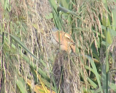 Nature16 Stock Footage 543703