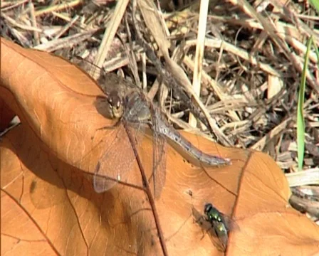 Nature17 Stock Footage 543608