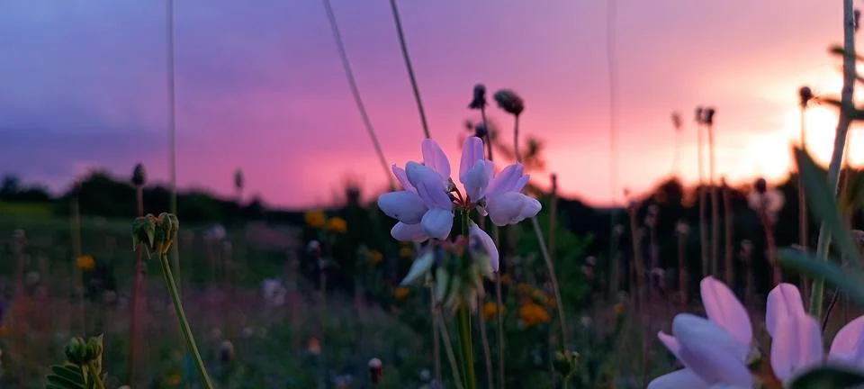 Nature(2) 库存照片