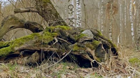 Nature3.mp4 Stock Footage 10879905