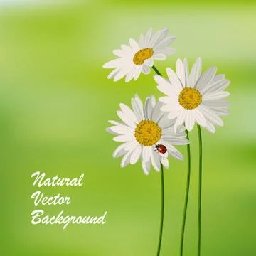 Natureal summer background イラスト素材