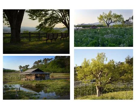 NatureCollage Stock Photos