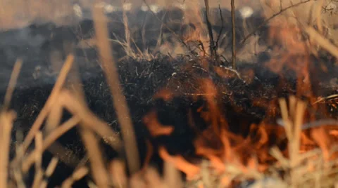 Nature.environment. fire breaks hazardously next to a busy road Stock Footage 39769784