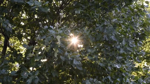 Nature,environment,forests and parks. Stock Footage 89579711
