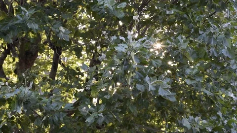 Nature,environment,forests and parks. Stock Footage 89579816