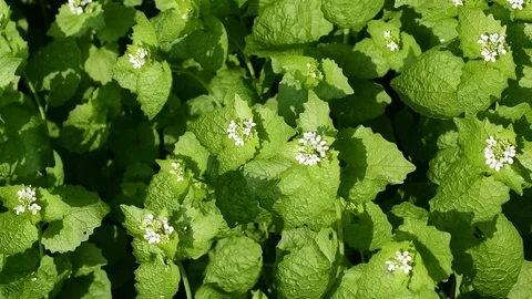 Nature,flowers,environment and flora. Stock Footage 89579535