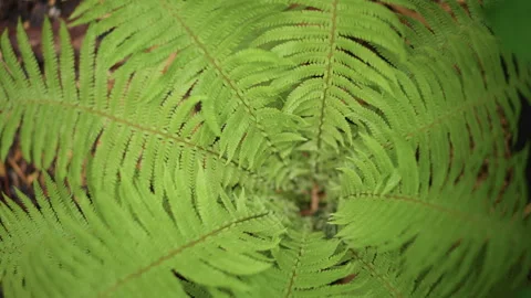 Natureinspired fern leaf pattern. Closeup of vibrant fern spiral design Stock Footage 329893674