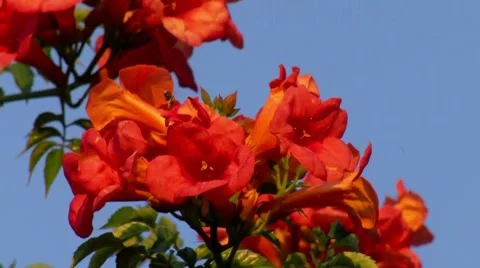Naturel Red Flowers Stock Footage 7748172