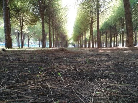 Naturel Walking Way Stock-Fotos