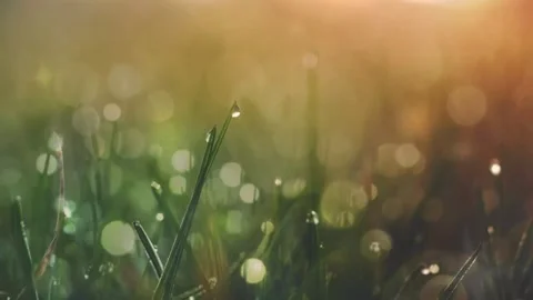 Nature,Lenscape,Morning,Grass,Bokeh Stock Footage 201004540