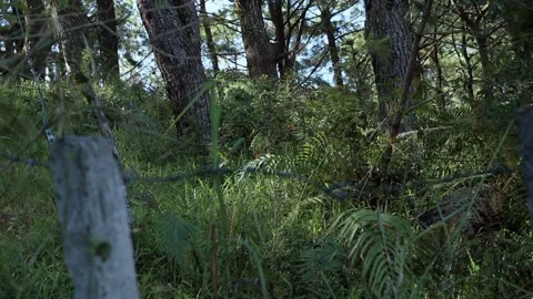 NATURERAL Stock-Footage 250624591