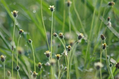 Nature's abstract background Stock Photos