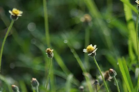 Nature's abstract background Stock Photos
