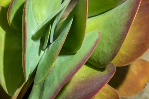 Nature's Abstract Patterns Fotos Stock