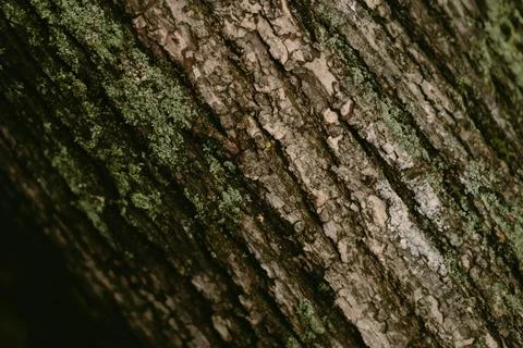 Nature's anvas: a close-Up of tree bark with moss and lichen Stock Photos