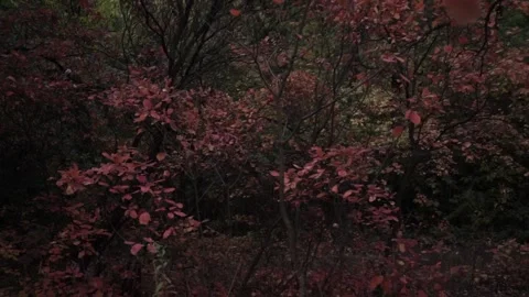 Nature’s Autumn Palette: Red Leaves. Brilliant Red Foliage in the Fall Woods 스톡 동영상 296451663