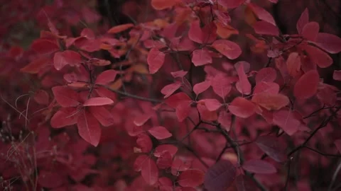 Natures Autumn Palette: Red Leaves. Brilliant Red Foliage in the Fall Woods 스톡 동영상 296451853