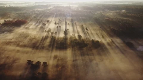 Nature's Barcode Stock Footage 304177871