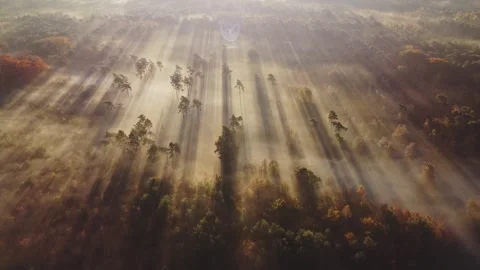 Nature's Barcode Stock Footage 304177879