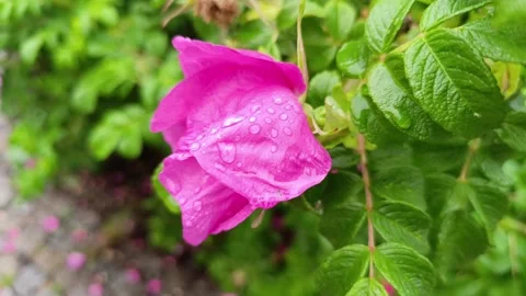 Nature's beauty and the refreshing dew on vibrant flowers Stock-Footage 308470422