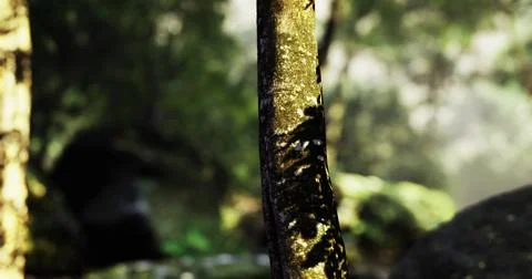 Natures beauty captured through sunlight on a tree in a forest setting Stock Illustration