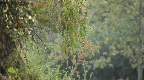 Nature's Beauty Stock Footage 34296594