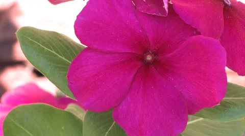Natures Best Flowers 動画素材 23740705