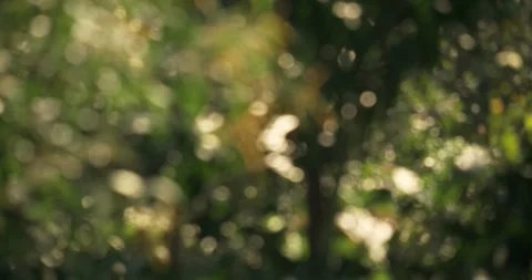 Nature's blurred bokeh leaf background in vibrant green environment captured 스톡 동영상 332593178